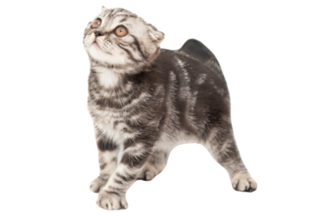 Little kitten Scottish fold cat in PNG isolated on transparent background, purebred Scottish Fold cat kitten