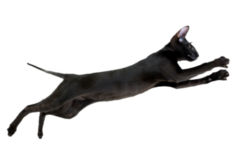 Jumping black cat, oriental black cat jump in PNG isolated on transparent background