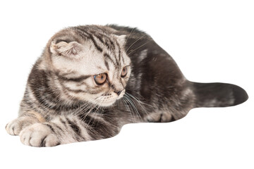 Little kitten Scottish fold cat in PNG isolated on transparent background, purebred Scottish Fold cat kitten