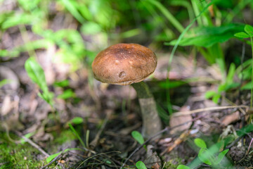 In the forest underbrush, a beautiful brown mushroom grows, adding to the rich diversity