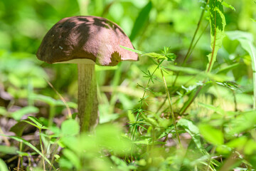 A Beautiful Mushroom Nestled Amidst the Lush and Vibrant Greenery of Natures Paradise