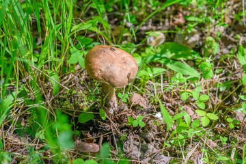 A Beautiful Mushroom Thriving in Lush Green Underbrush Surrounded by Natures Wonders