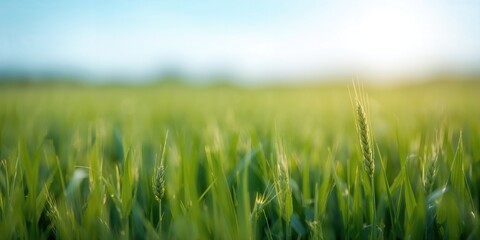 Naklejka premium Green grass and fresh shoots in a wheat field during summer, ideal for background design decisions
