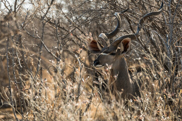 Ein #tag im Etosha Nationalpark 