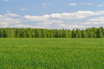 Obraz premium A Beautiful and Lush Green Field Spreading Out Under a Bright and Clear Blue Sky Above You