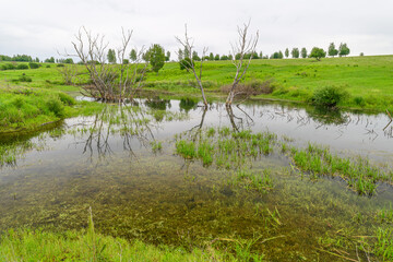 A Tranquil Wetland Landscape Featuring Beautiful Reflections and Lush Greenery All Around