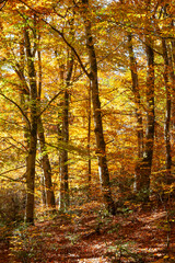Colourful yellow orange autumn  foliage in a rural deciduous Beech tree woodland, fall season