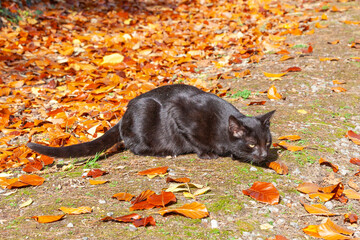 Feral black cat crouched down on ground in autumn foliage stalking bird (off frame), animal behaviour, hunting © gozzoli