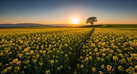 A sunlit, wide field of yellow blossoms leads to a solitary tree on a hill, bathed in the warmth of the setting sun