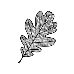 Ornamental swirl leaf decorative outline vector illustration