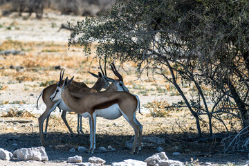 Ein #tag im Etosha Nationalpark 