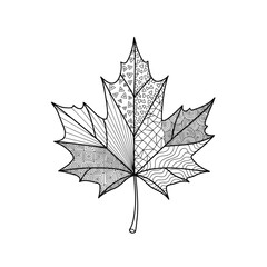Zentangle maple leaf intricate outline vector illustration