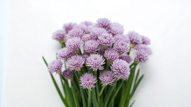 Close-up of vibrant purple chive flowers with green stems against a soft white background showcasing detailed textures and colors in a visually appealing floral arrangement