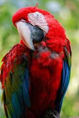 Close up head the red macaw parrot bird in garden