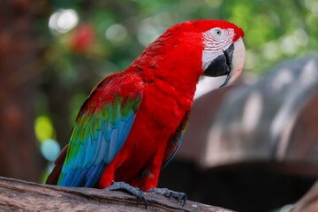Close up head the red macaw parrot bird in garden