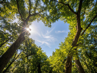Low-angle view of a tree canopy forming a heart-shaped opening in the blue sky with a ray of sunlight.
