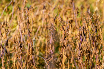 Soybean pods heavy with mature seeds, clusters ready for threshing, focus on nutrientrich legumes and protein source, visual emphasizing yield and agricultural commodity