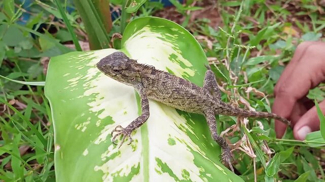 The Garden Chameleon (Calotes Versicolor), is a species of reptile from the genus Calotes and belongs to the family Agamidae, can change color, limited to basic colors such as brown and green.