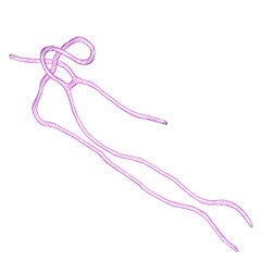 Ebola virus isolated transparent background realistic sketch PNG with alpha channel
