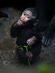 Portrait of a baby Celebes crested macaque