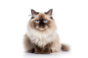 cat breed Himalayan look at camera