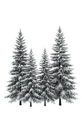 Fototapeta premium Four detailed evergreen pine trees with dark bark, heavily dusted with pristine white snow, isolated on a pure white high-key studio background. Concept of winter precision and purity