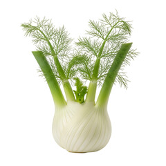 Fresh fennel bulb with green stalks and feathery leaves healthy vegetable.