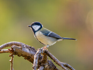 枝にとまるシジュウカラ