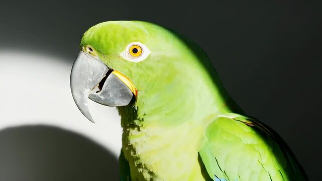Close-up green parrot turning head in soft natural light with copy space
