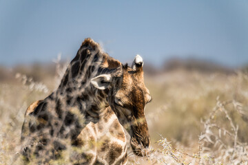 Ein #tag im Etosha Nationalpark 
