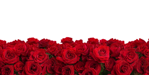 Red Roses Border isolated on a transparent background