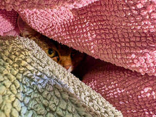 The cat hides under layers of soft, textured blankets, one watchful eye peeking out from the pink-gray folds, creating a cozy and slightly mysterious domestic scene.