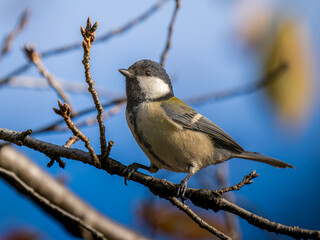 枝にとまるシジュウカラ