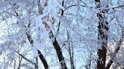 It's freezing outside. The trees are covered with frost. Low temperature.