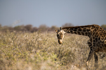 Ein #tag im Etosha Nationalpark 