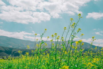 field of yellow flowers