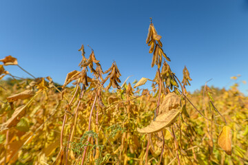 Macro view mature soybean pods revealing texture and veins, dried pod surfaces, seed bulges, tactile details suited for botanical study, seed catalog and scientific reference