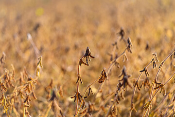 Rapid bean cultivation, Vigorous soybean plants with ripe pods awaiting collection now, Abundant and healthy soybean plants with mature pods prepared for harvest today