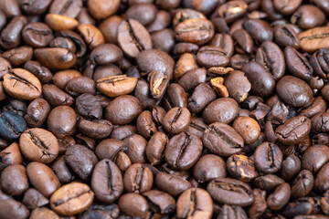 Lustrous bean samples, Sparkling coffee seed specimens displayed prominently, Exquisitely polished coffee beans alongside shining sample seeds displayed for inspection