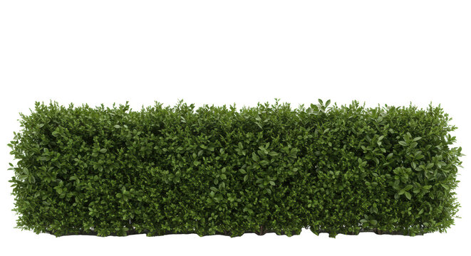 a photorealistic cgi rendering of a perfectly manicured, complex emerald green botanical hedge, featuring boxwood, holly, and cedar textures, isolated on a pure white studio background concept for