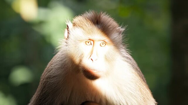 Close-up of a focused monkey gazing directly at the camera transitioning from natural light to strong backlighting set against a blurred green forest background