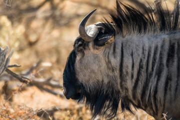 Ein #tag im Etosha Nationalpark 