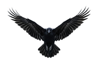 Naklejka premium majestic black raven (corvus corax) in powerful flight, full wingspan, hyperdetailed iridescent plumage, rim lighting on pure white background concept of untamed power and freedom