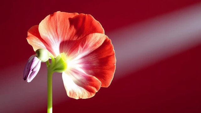Close-up of a vivid red flower with delicate petals and a purple bud illuminated by soft light against a contrasting red background revealing intricate textures and patterns throughout the bloom's