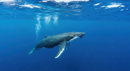 Obraz premium A majestic whale swims gracefully in clear, deep blue ocean waters