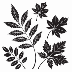 Collection of black silhouette leaves on white background
