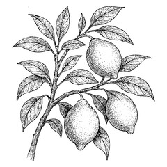 Lemon Branch Sketch Illustration isolated on transparent background