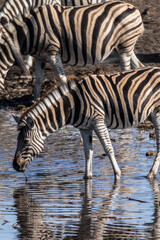 Ein #tag im Etosha Nationalpark 
