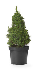 Small spruce tree in pot isolated on white