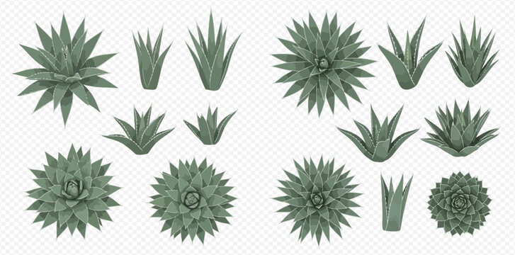 Set of various agave and succulent plants, top view, green desert foliage collection.